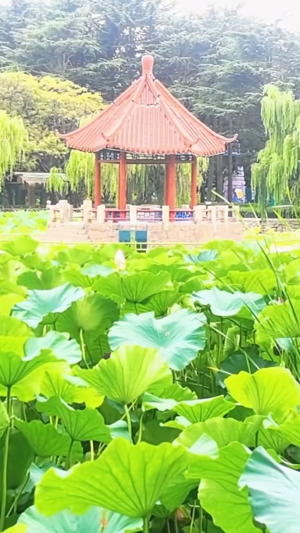 括普投资 青岛中山公园一凉亭突然倒塌：一年前刚完成修缮，园方称无伤亡原因待查